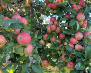 Apple Tree Branches