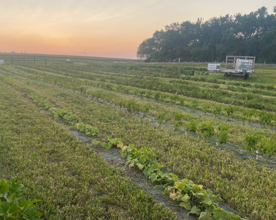 Farm Field At Sunset